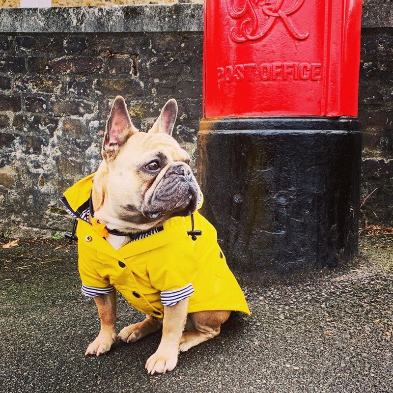 Capa de Lluvia para Perros