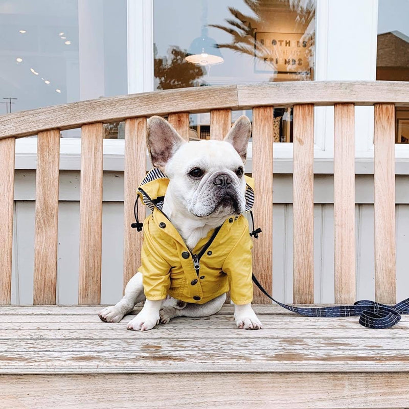 Capa de Lluvia para Perros