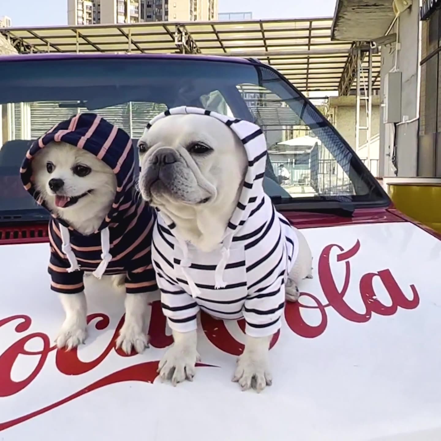 Sudadera Para Perro Estilo Mascota