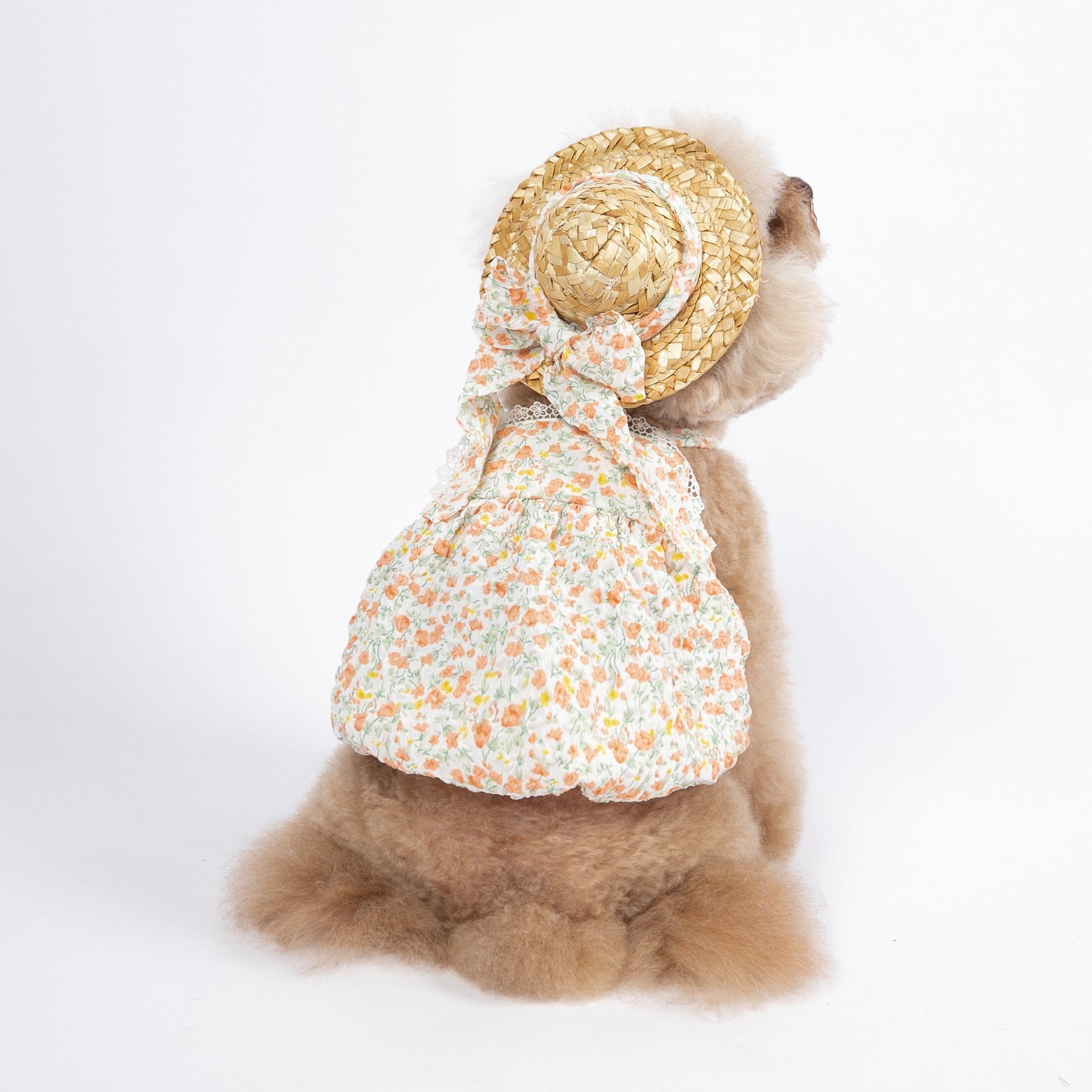 Look Verano Para Mascotas con Sombrero