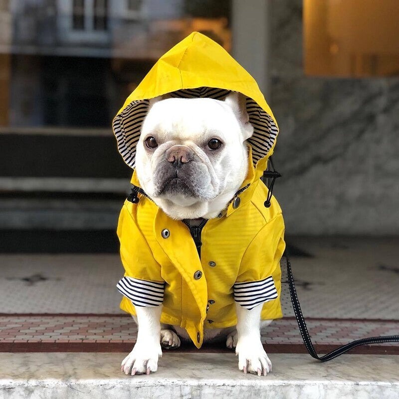 Capa de Lluvia para Perros