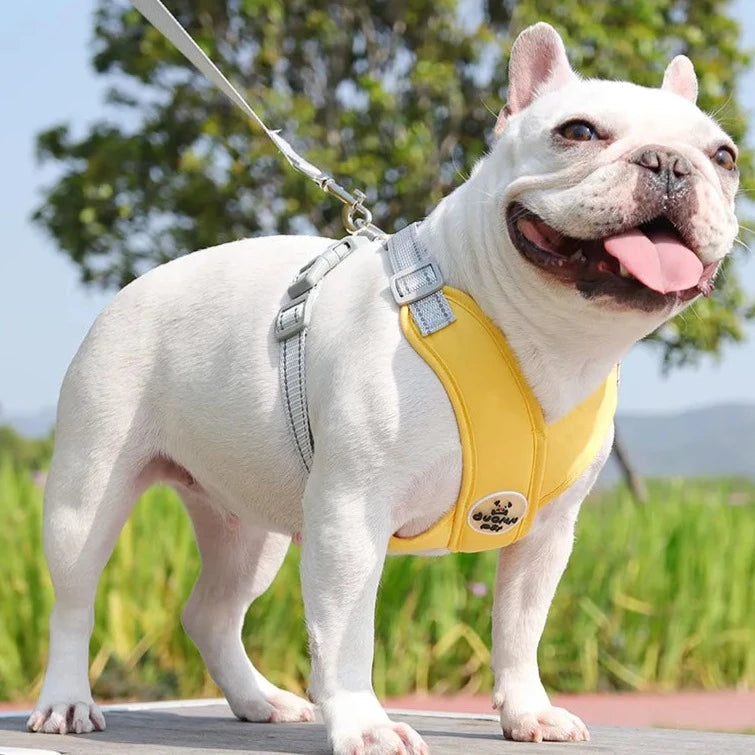 Kit Collar y Pechera Duomm