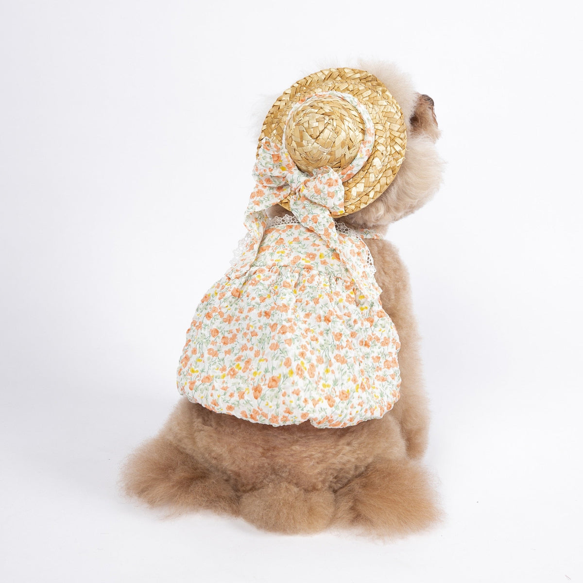 Look Verano Para Mascotas con Sombrero
