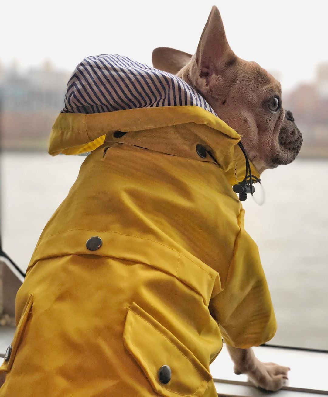 Capa de Lluvia para Perros